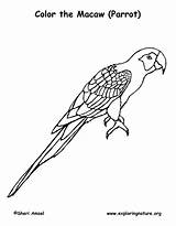Macaw Scarlet Coloring Parrot Macaws sketch template