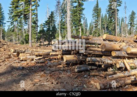 ponderosa pine  white fir branches hell  canyon national recreation area oregon stock photo