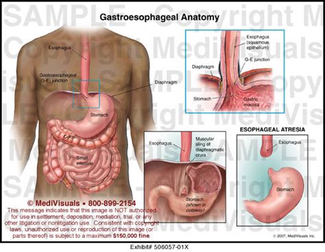 gastroesophageal anatomy medivisuals