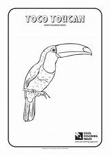 Toucan Coloring Pages Toco Cool Animals Print Coloringbay sketch template