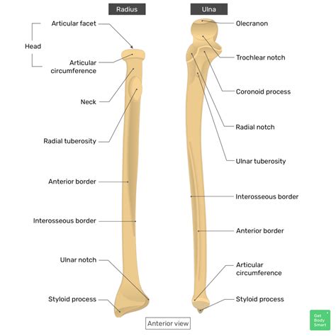 radius  ulna anatomy landmarks quiz getbodysmart