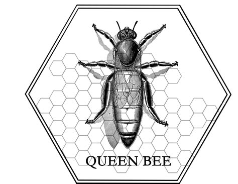 Why Can’t I See The Queen Bee In The Indoor Bee Hive