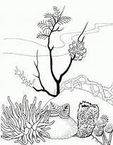 Coral Coloring Reef Pages Kids Color Adult Popular sketch template