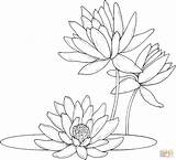 Ausmalbilder Seerosen Supercoloring Lilies Waterlily Colouring Monet Colorare sketch template