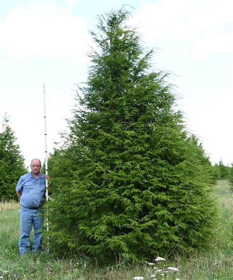 canadian hemlock  klines tree farm
