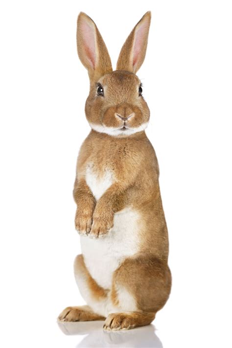 facts  rabbits    unspeakably adorable pet ponder