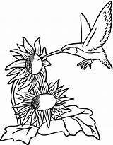 Koliber Kolibry Kolorowanki Dzieci Kolorowanka sketch template