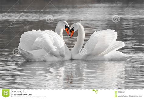 romantic swan couple stock image image of romance elegance 28454601