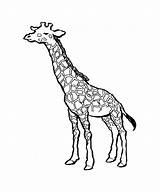 Giraffe Coloring Pages Line Drawing Clipartbest Clipart sketch template
