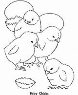 Coloring Hatching Chick Pages Four Tired Feeling Kids Color Tocolor sketch template
