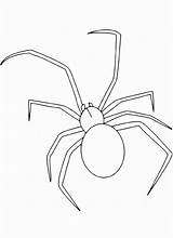 Spinne Malvorlagen Ausmalbilder sketch template