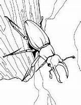 Kolorowanka Owady Kolorowanki Insects Druku 24a Malowanki Dzieci żuk Bugs Owadami Odpowiedź Ujrzeć Pytaniem Prawidłową Myszki Kursor Nad Przytrzymaj sketch template