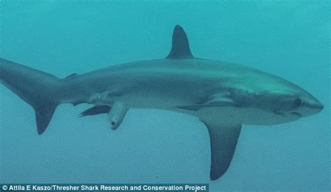 First Ever Image Of Shark Giving Birth In The Wild Captured Daily