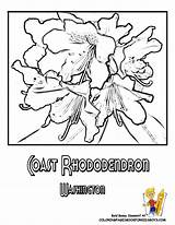 Coloring Rhododendron Washington State Pages Flower Usa Coast Drawing Sheets Worksheets Library Iowa Popular Drawings Comments 72kb 792px sketch template