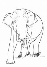 Colorare Elefanti Disegni Elefante Pianetabambini sketch template