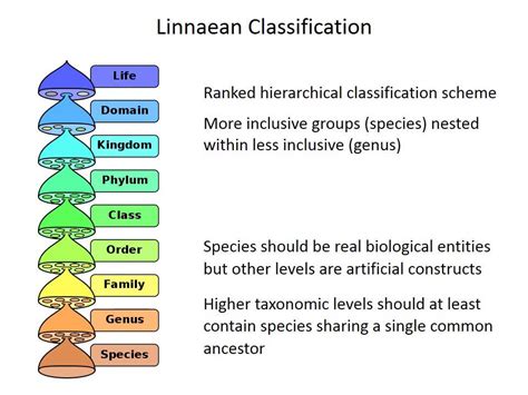 species concepts  classification youtube