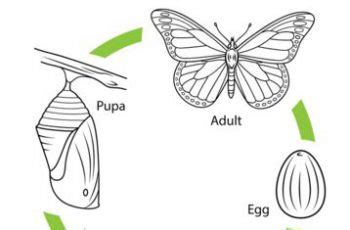 life cycle   monarch butterfly coloring page tsgoscom tsgoscom