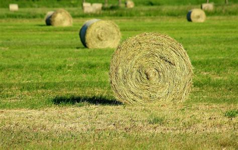 grow  harvest   hay  horse farm