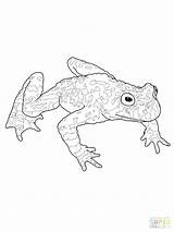 Tadpole Coloring Frog Pages Toad Leaping Getdrawings Getcolorings Drawing sketch template
