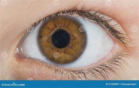 human eye brown color royalty  stock images image