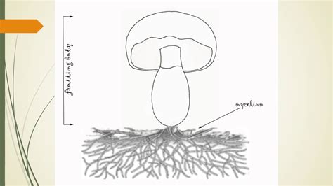 parts   mushroom youtube