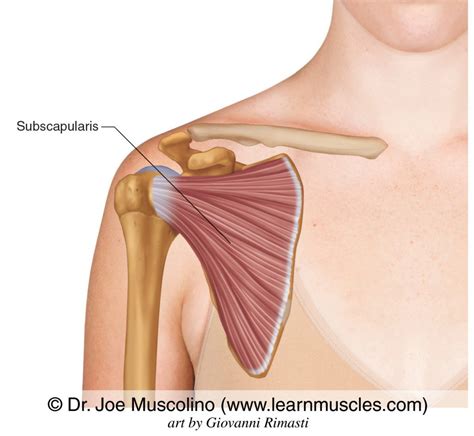 subscapularis learn muscles