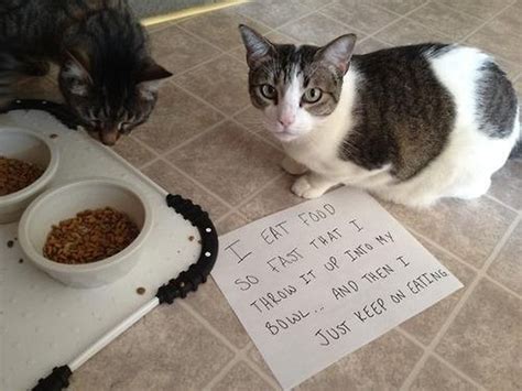 30 Naughty Cats With A Note Explaining The Bad Behavior