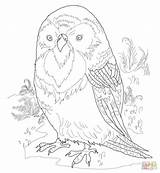 Coloring Pages Kakapo Zealand Drawing Printable Color Silhouettes Print Paper sketch template