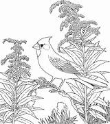 Coloring Pages Print Bird Winter sketch template