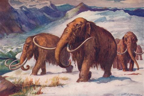 woolly mammoths     extinction    years