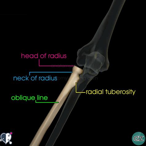 radius  ulna anatomyzone