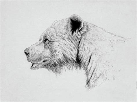 grizzly drawing  norman rawn fine art america