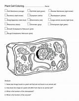 Cell Animal Coloring Worksheet Plant Color Bubakids Cells Pages Diagram Thousand Through Kids Parts Relation Printable sketch template