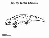 Salamander Spotted Coloring Pages Template sketch template