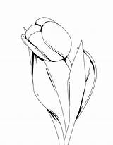 Tulip Drawing Coloring Ink Tulips Pen Line Flower Drawings Simple Pages Artistic Illustration Flowers Easy Color Plant Designs Kidsplaycolor Mandala sketch template