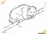 Possum Coloring Opossum Pages Animals sketch template