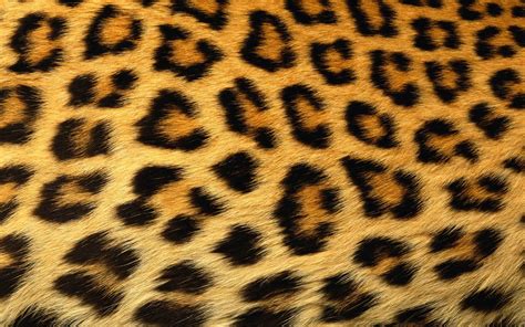 cheetah print wallpapers wallpaper cave