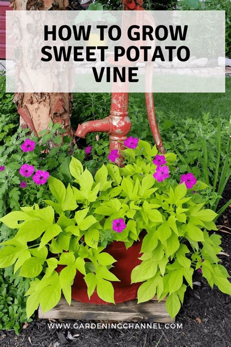 grow sweet potato vine gardening channel