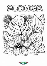 Coloring Flowers Tsgos sketch template