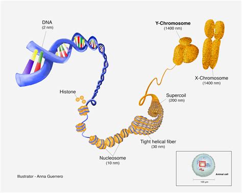 dna and x and y chromosomes the embryo project encyclopedia
