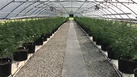 originals carolina greenhouses grow hemp sell cbd products