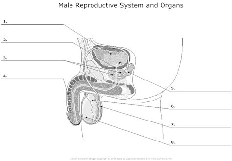 Male Reproductive System Diagram Blank Human Anatomy