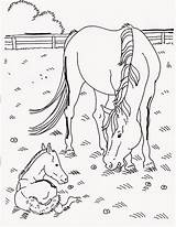 Cavalli Cavallo Schleich Stampare Bambina Incantevole sketch template