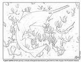 Shark Coloring Sawfish Sheets Education Click sketch template