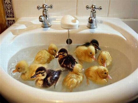 daily cool pictures gallery cool and funny ducks