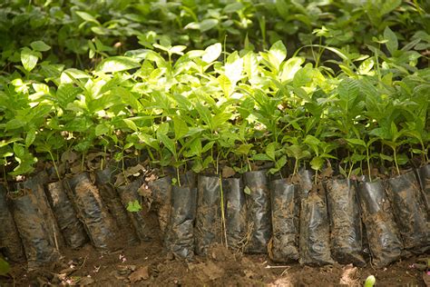 youth question tree seedlings procurement face  malawi