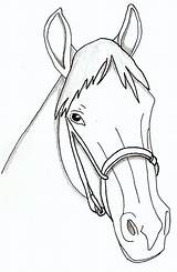 Horse Face Head Realistic Drawing Horses Drawings Getdrawings Animals Deviantart sketch template