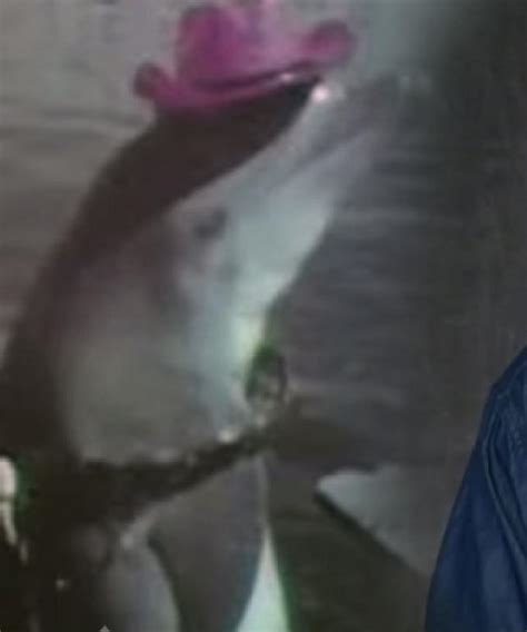 63 year old man claims dolly the dolphin ‘seduced him
