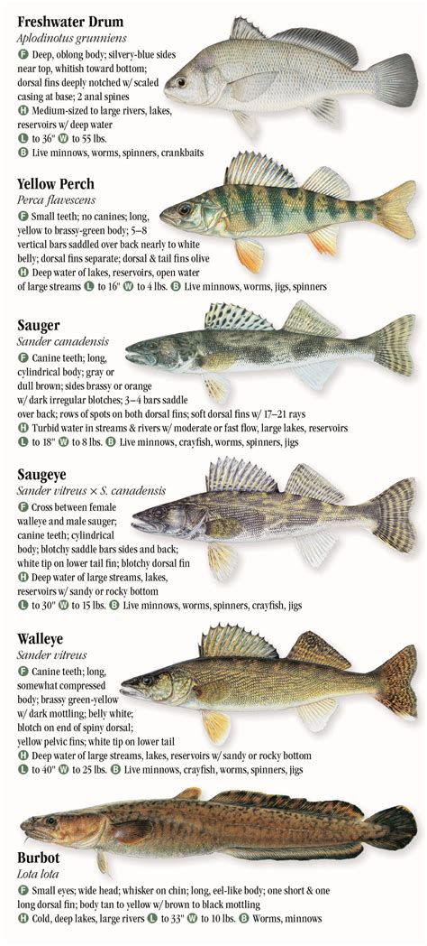 freshwater fishes  montana quick reference publishing retail