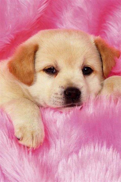 baby puppy cutieeeeeeeee  cute puppies cute dog wallpaper